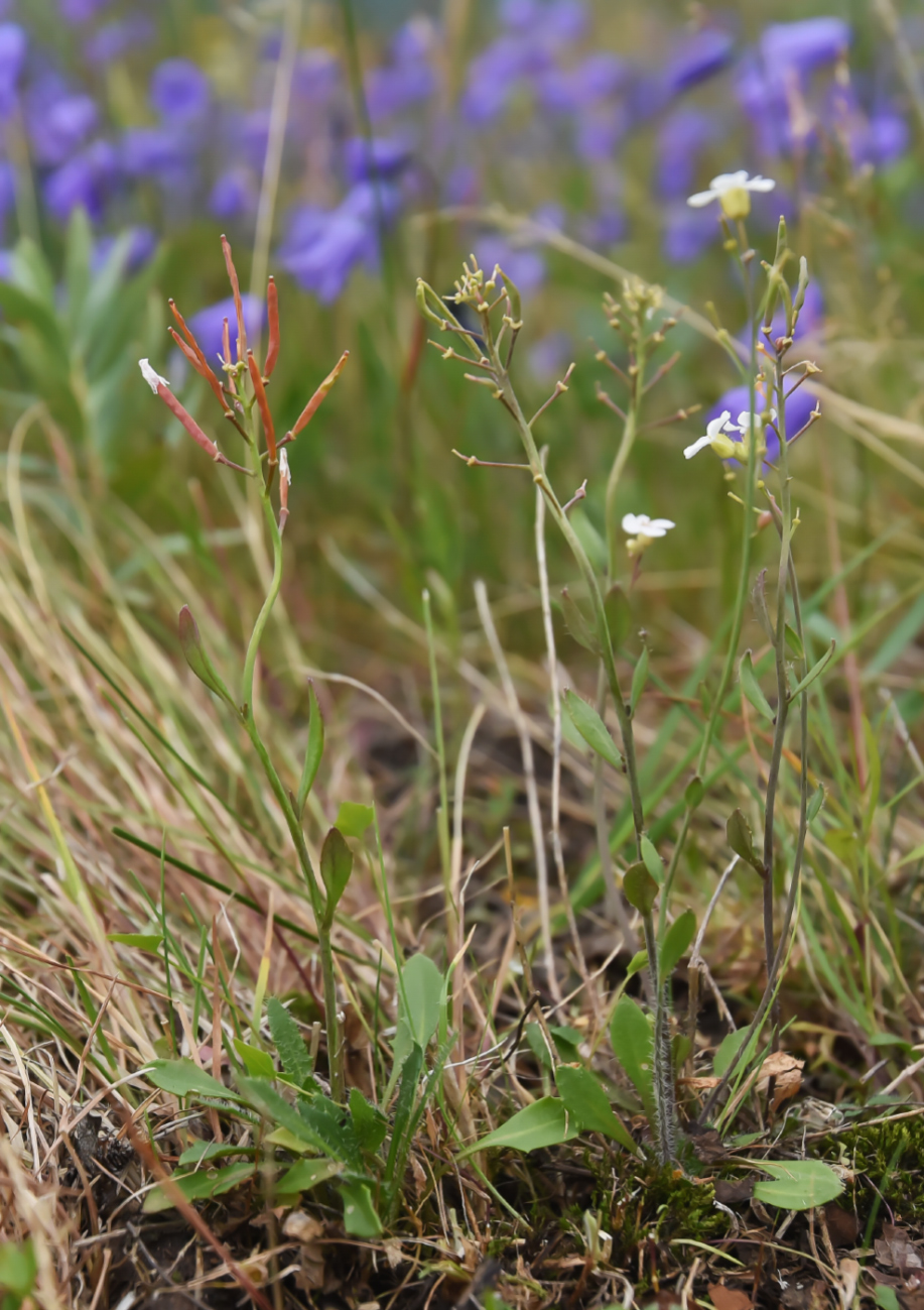 Image of Arabidopsis petraea specimen.