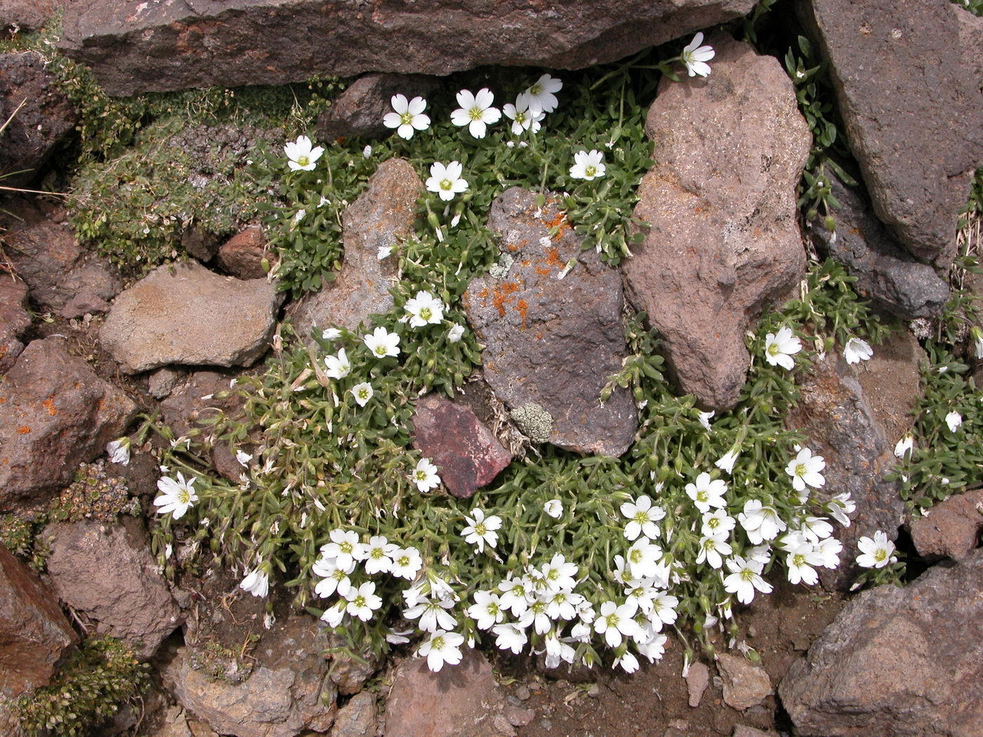 Изображение особи Cerastium pseudokasbek.