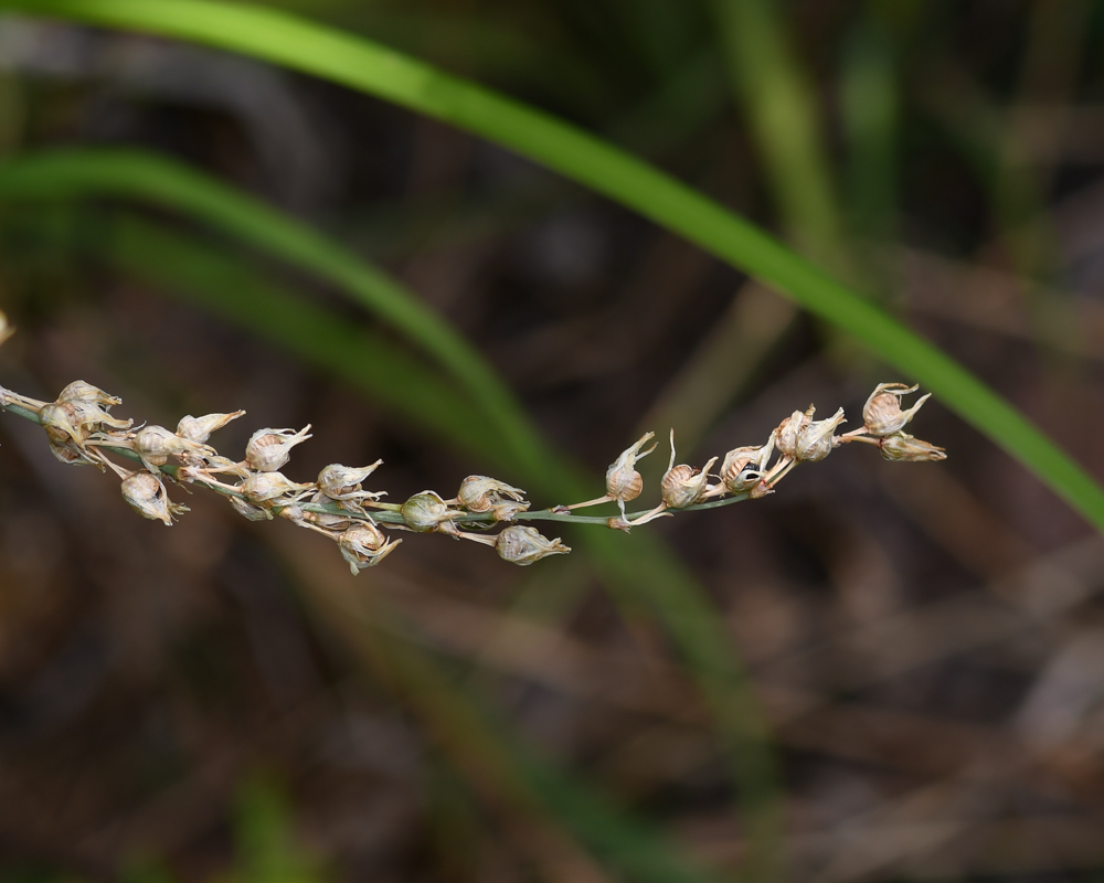 Image of Chlorophytum saundersiae specimen.