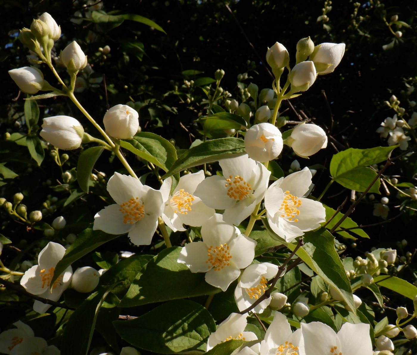 Изображение особи Philadelphus pubescens.