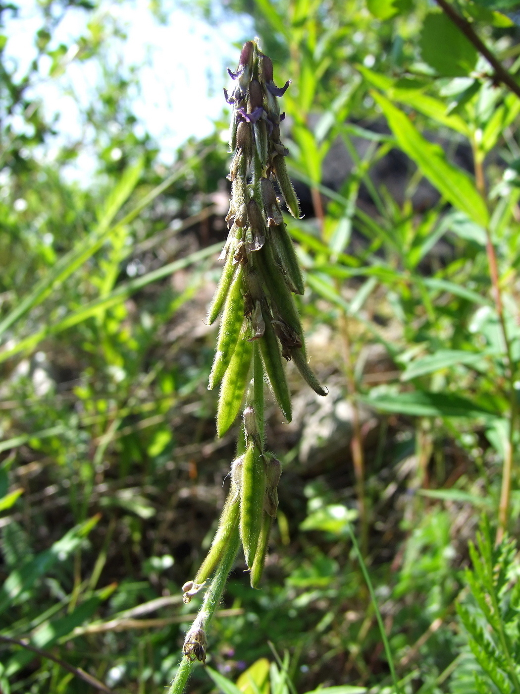 Изображение особи Oxytropis deflexa.