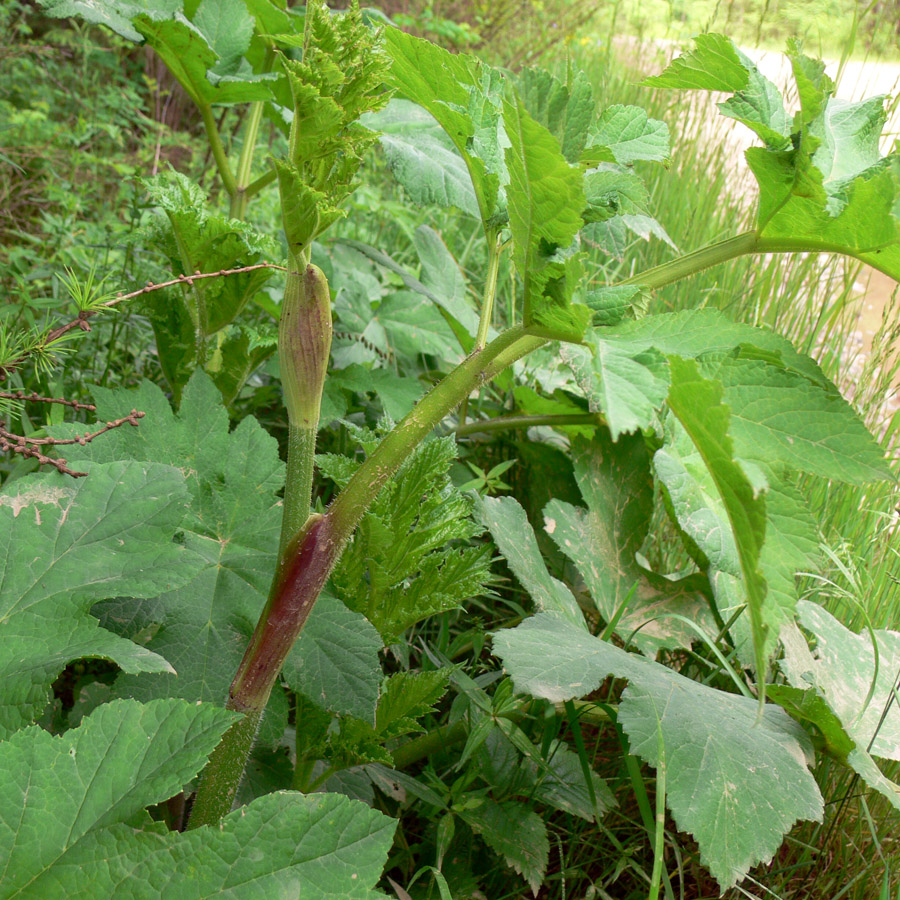 Image of Heracleum sibiricum specimen.