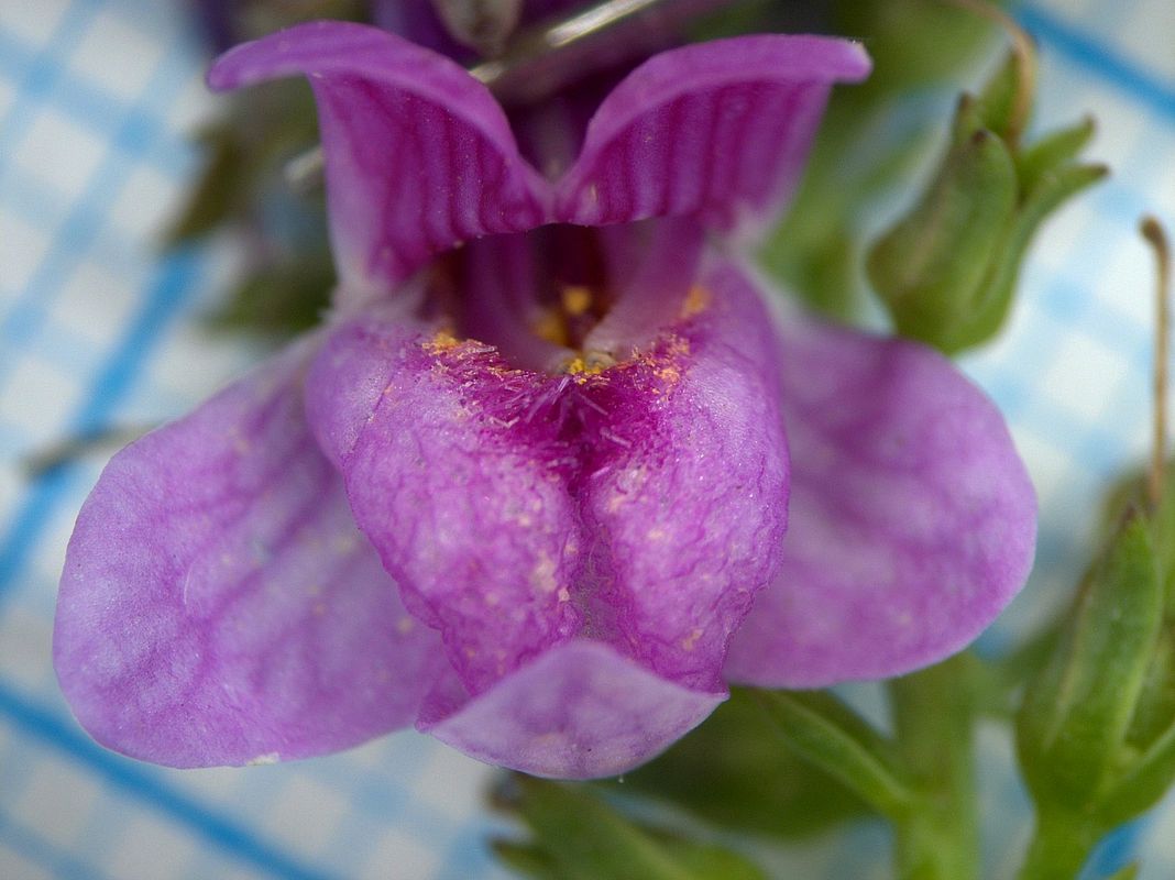 Image of genus Linaria specimen.