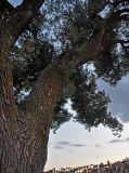 genus Populus. Часть ствола и кроны старого дерева. Калмыкия, Целинный р-н, окр. пос. Хар-Булук, памятник природы \"Одинокий тополь\", степь. 18.08.2020.