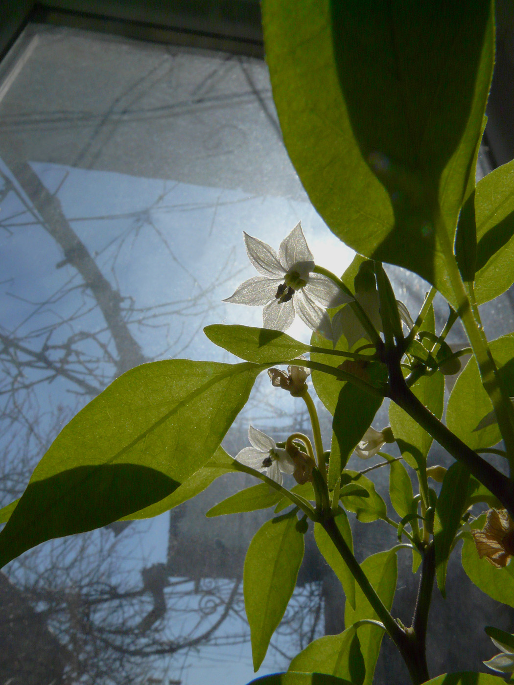 Изображение особи Capsicum annuum.