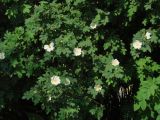 род Rosa. Цветки и листья. Иркутская обл., Иркутск, двор жилого дома, в культуре. 23.06.2020.