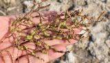 Kalidium caspicum