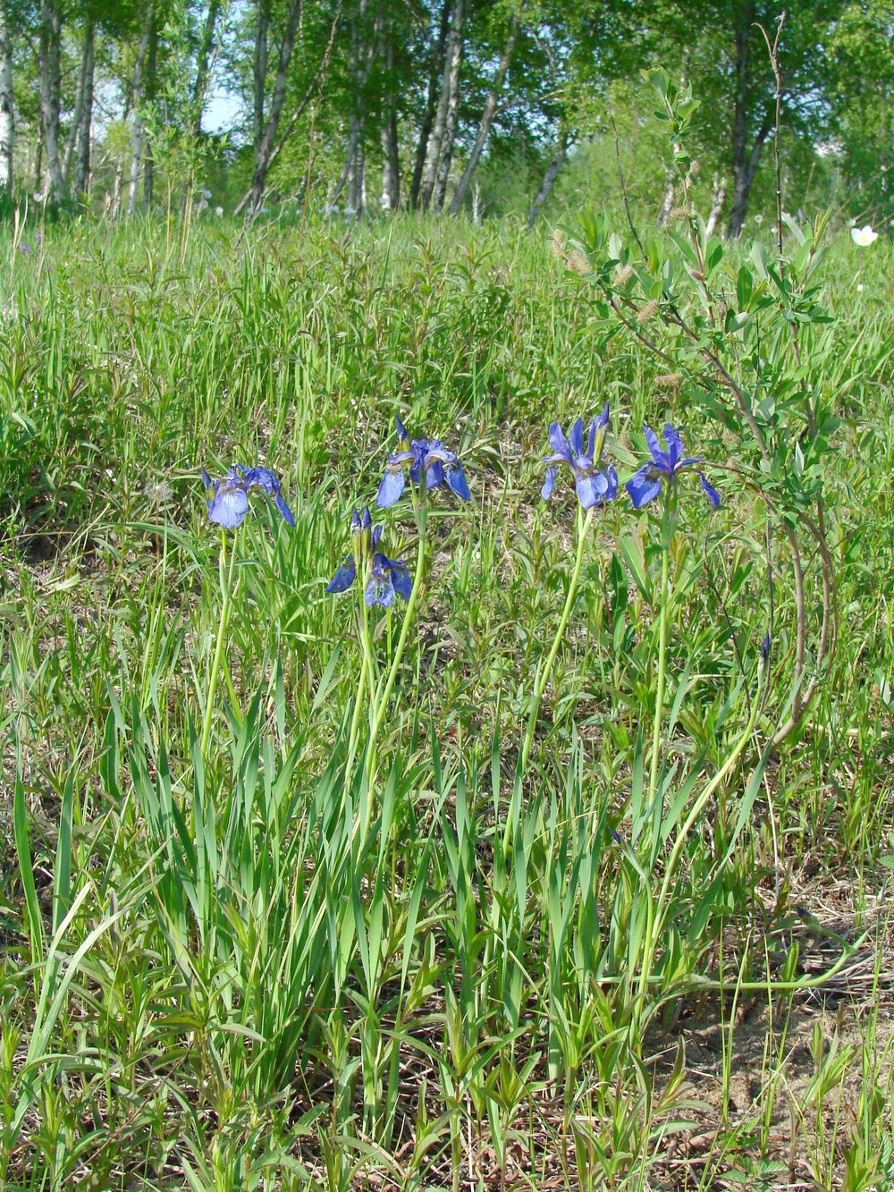 Изображение особи Iris sanguinea.