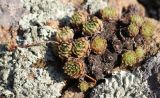 Sempervivum pumilum. Вегетирующие растения в сообществе с лишайниками. Краснодарский край, Туапсинский р-н, гора Семашхо, скальный выход. 04.10.2020.