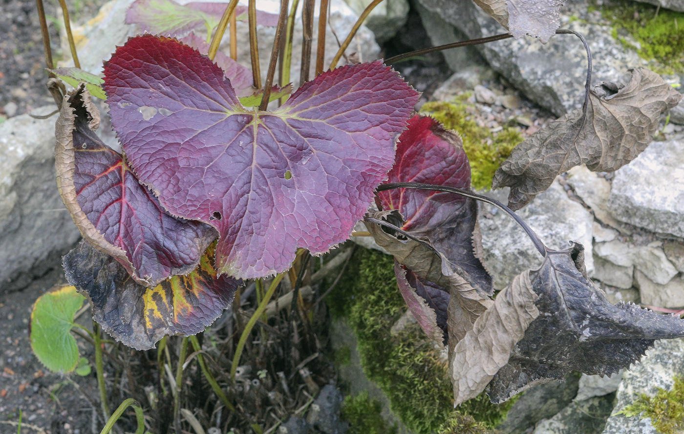 Image of genus Ligularia specimen.