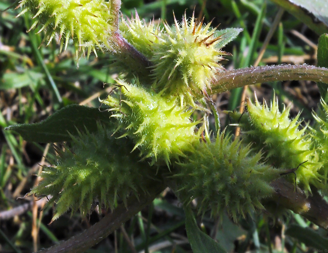 Image of Xanthium orientale specimen.