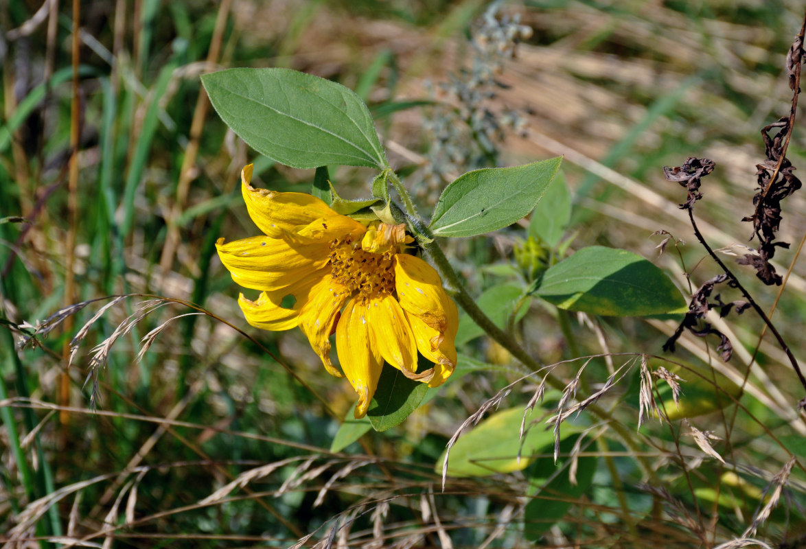 Image of Helianthus annuus specimen.