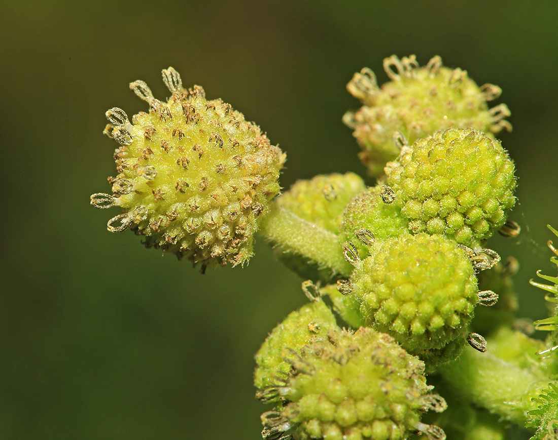 Изображение особи Xanthium strumarium.