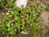 Veronica beccabunga ssp. muscosa