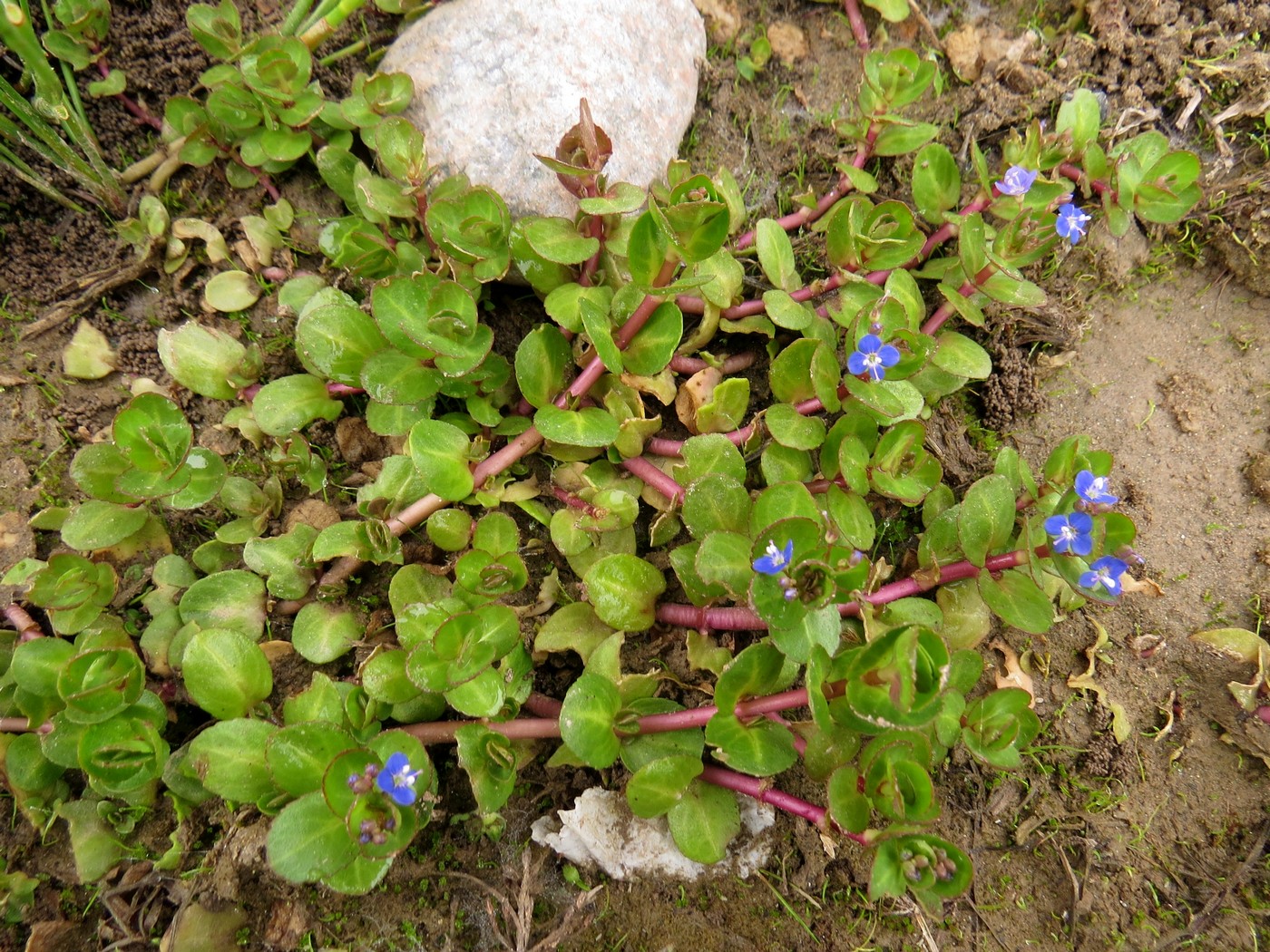 Image of Veronica beccabunga ssp. muscosa specimen.