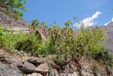 Fuchsia boliviana. Крона цветущего дерева. Перу, регион Куско, пос. Ollantaytambo. 11.10.2019.