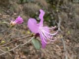 Rhododendron dauricum
