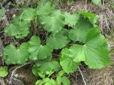 Valeriana alliariifolia. Основание цветущего растения. Кабардино-Балкария, Эльбрусский р-н, окр. с. Нейтрино, ок. 1850 м н.у.м., каменистое место. 09.07.2020.