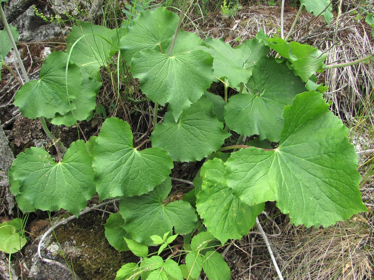 Изображение особи Valeriana alliariifolia.