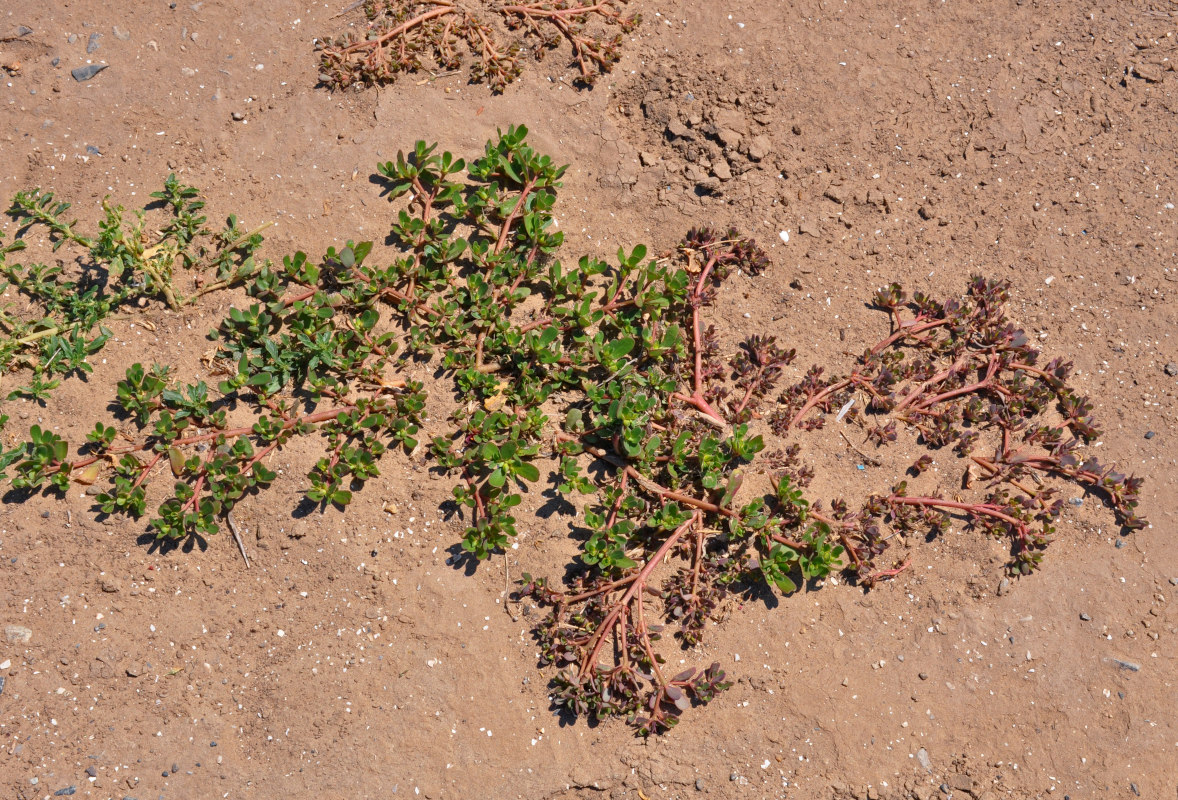 Image of Portulaca oleracea specimen.