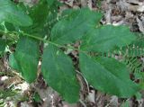 Dictamnus caucasicus