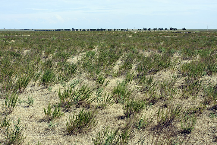 Image of Artemisia cina specimen.