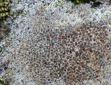 Lecanora cenisia