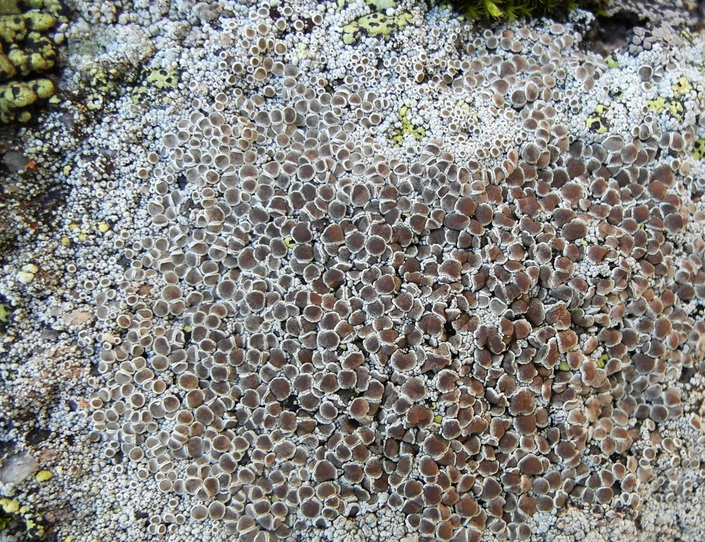 Изображение особи Lecanora cenisia.