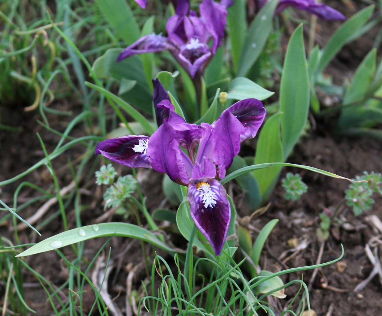 Image of Iris pumila specimen.