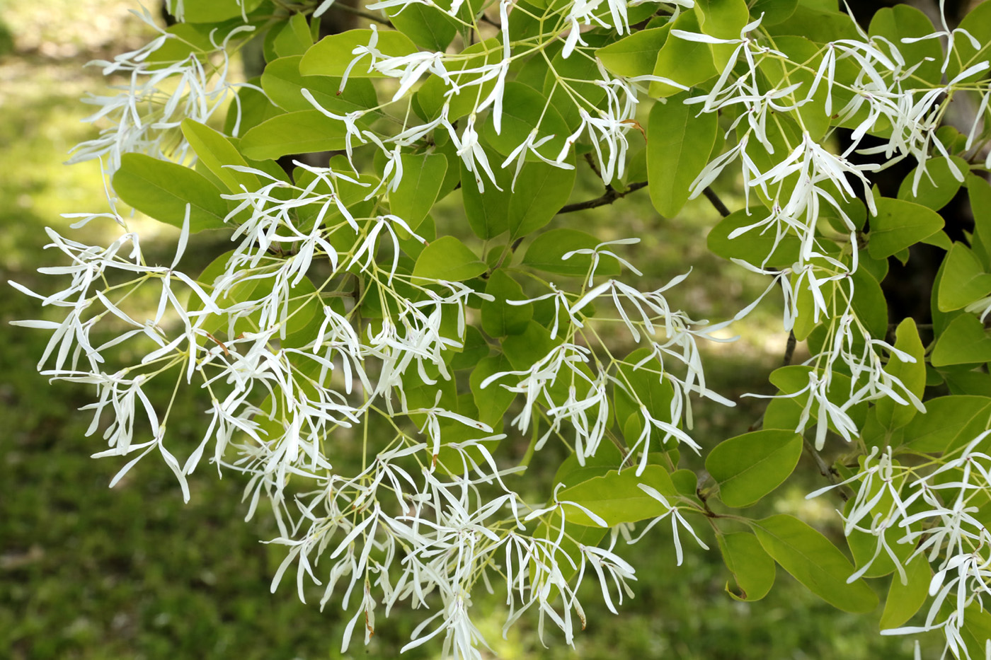 Image of Chionanthus retusus specimen.