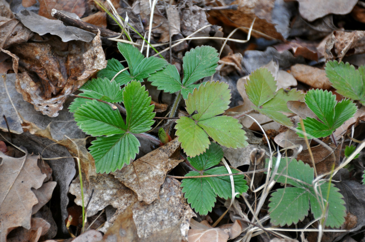 Изображение особи Fragaria vesca.