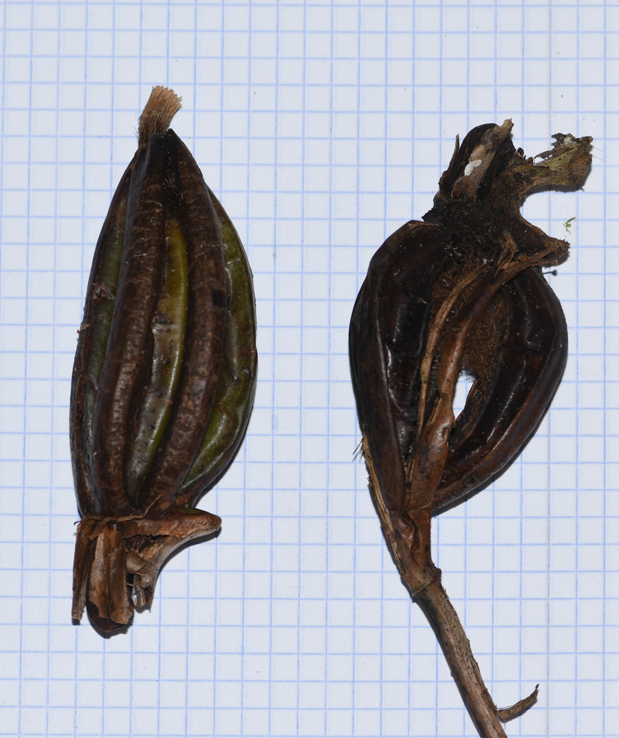 Image of Sudamerlycaste locusta specimen.