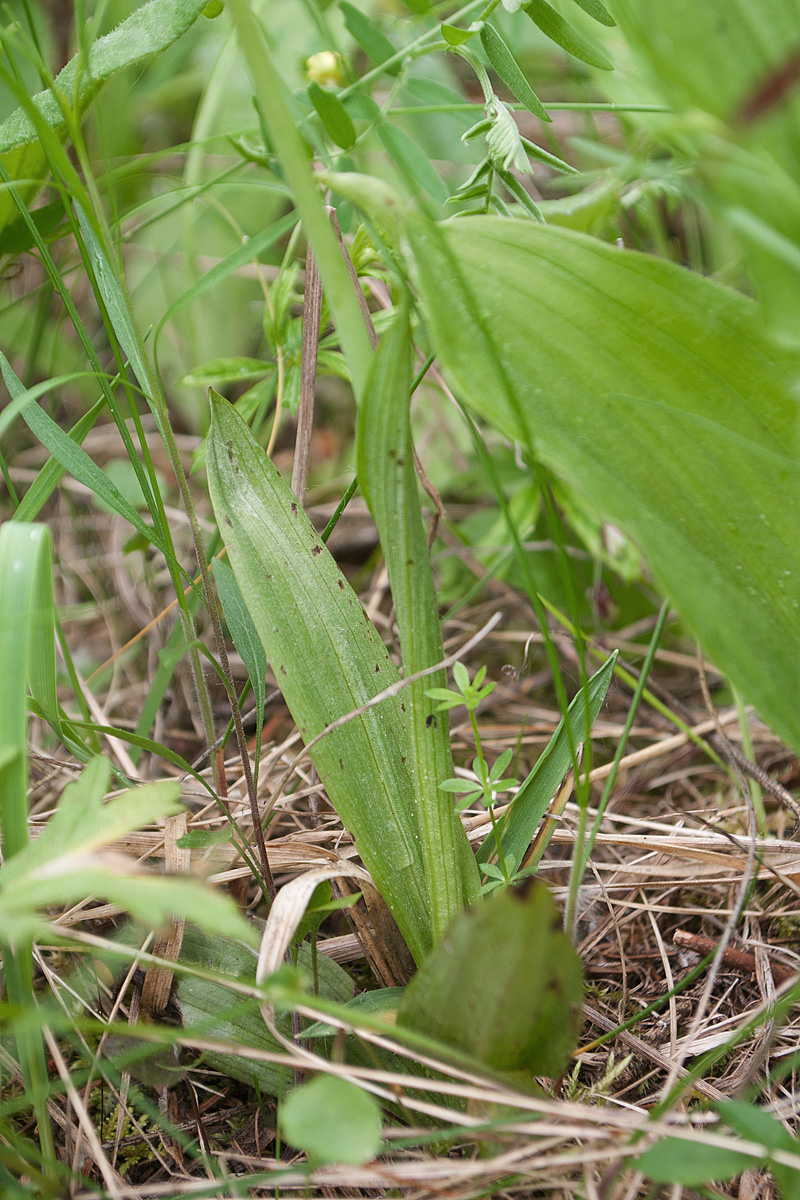 Image of Ophrys insectifera specimen.