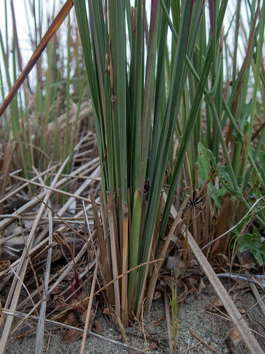 Изображение особи Imperata cylindrica.