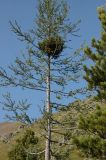 Larix sibirica