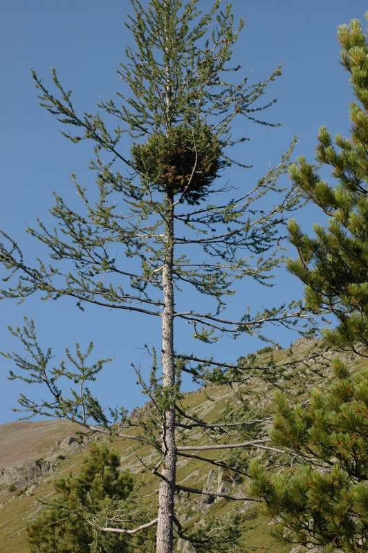 Изображение особи Larix sibirica.