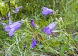 Campanula praealta