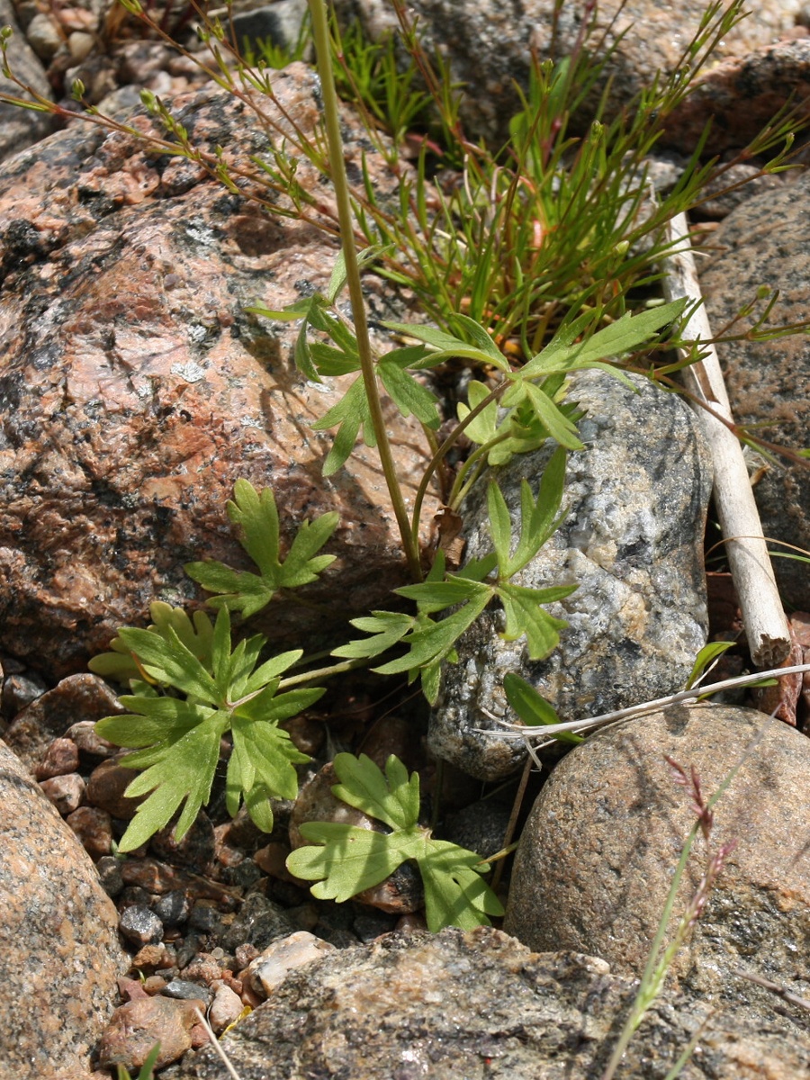 Image of genus Ranunculus specimen.