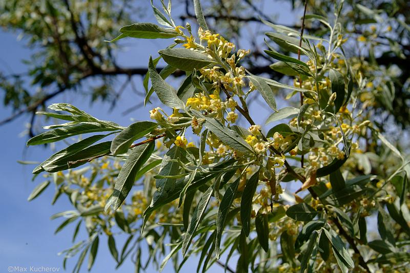 Image of Elaeagnus angustifolia specimen.