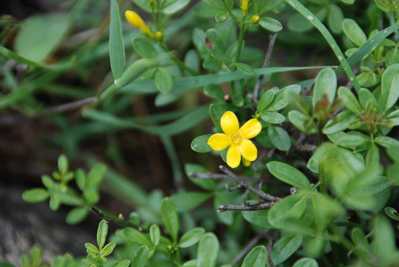 Image of Jasminum fruticans specimen.