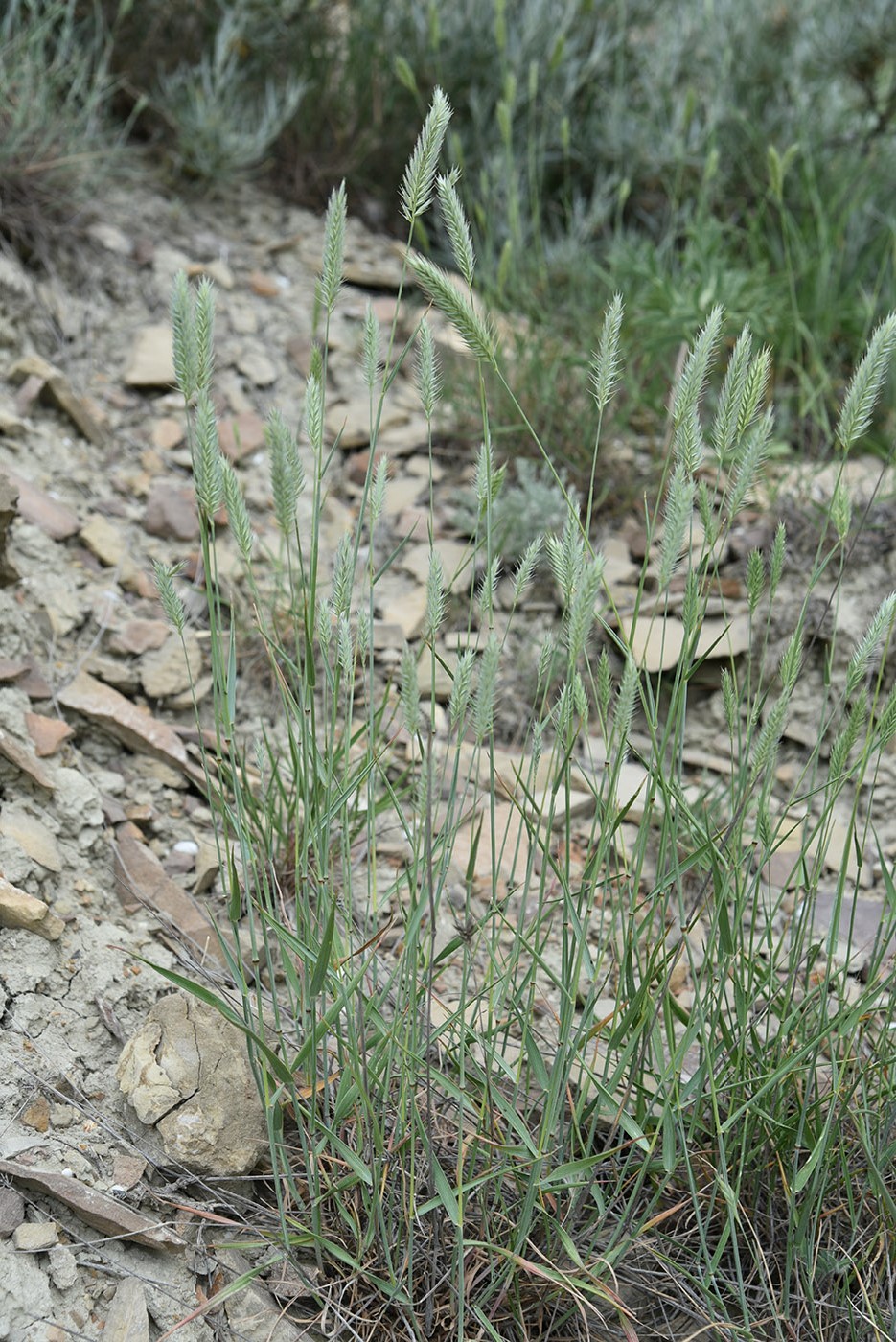 Image of genus Agropyron specimen.