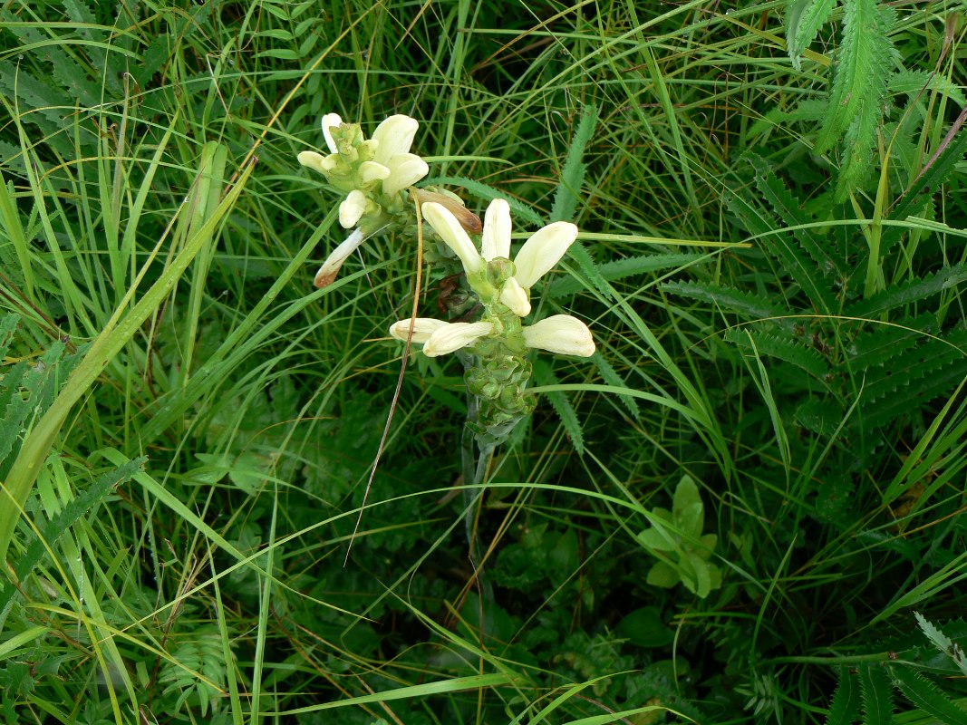 Изображение особи Pedicularis sceptrum-carolinum.