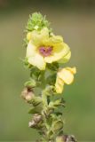 Verbascum pyramidatum. Верхушка соцветия с цветками и завязавшимися плодами. Краснодарский край, Крымский р-н, окр. хут. Гапоновский, ур. Николаевское, разнотравный луг. 18.09.2021.