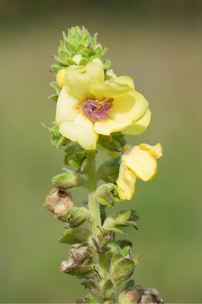 Изображение особи Verbascum pyramidatum.