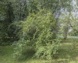 Betula ovalifolia. Взрослое дерево. Москва, ГБС РАН, дендрарий. 30.08.2021.