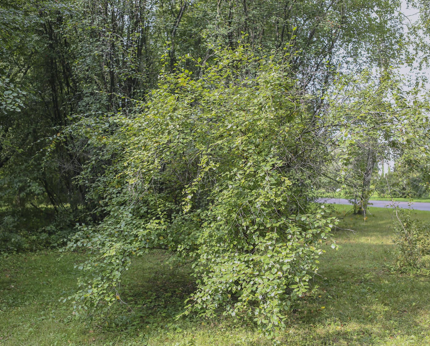 Image of Betula ovalifolia specimen.