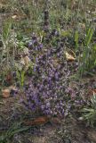 Galeopsis ladanum