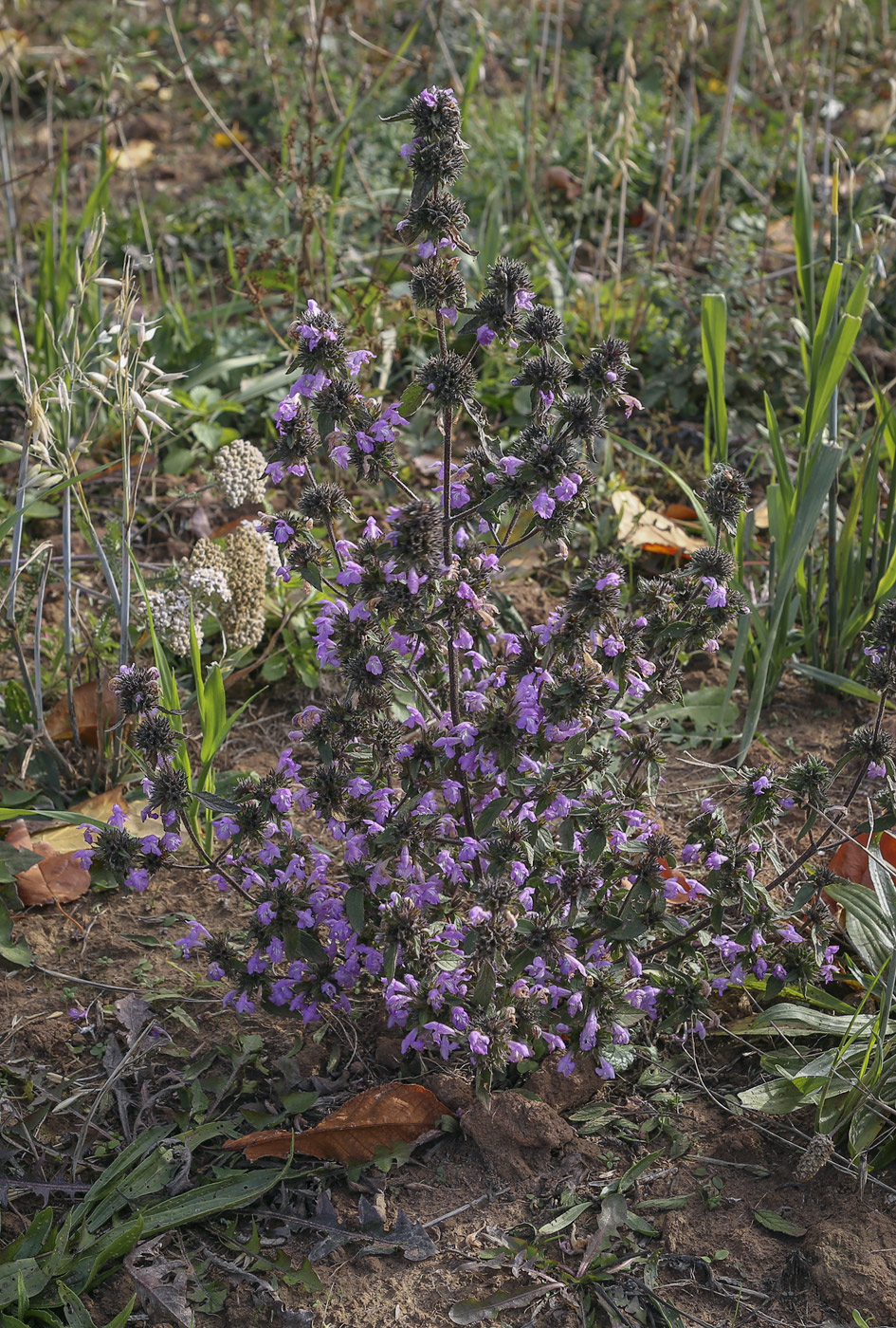 Изображение особи Galeopsis ladanum.