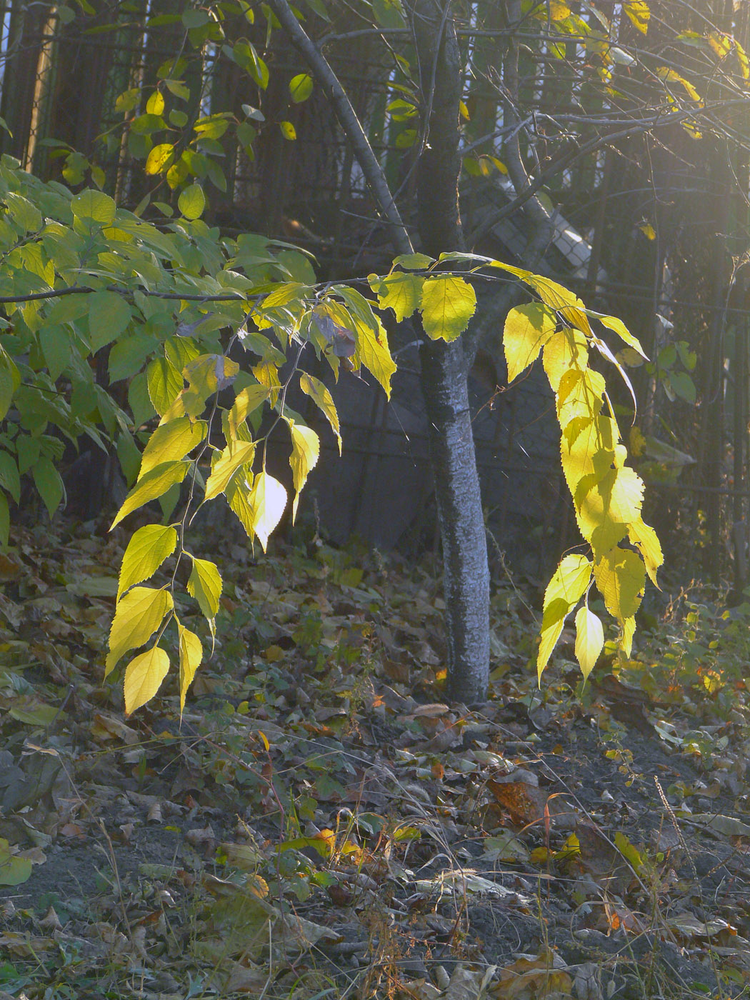 Image of genus Celtis specimen.