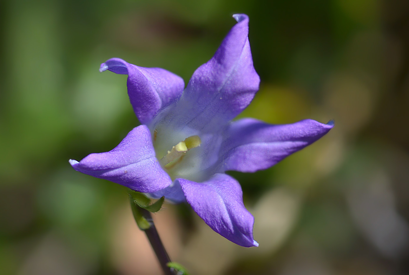 Image of Campanula ciliata specimen.